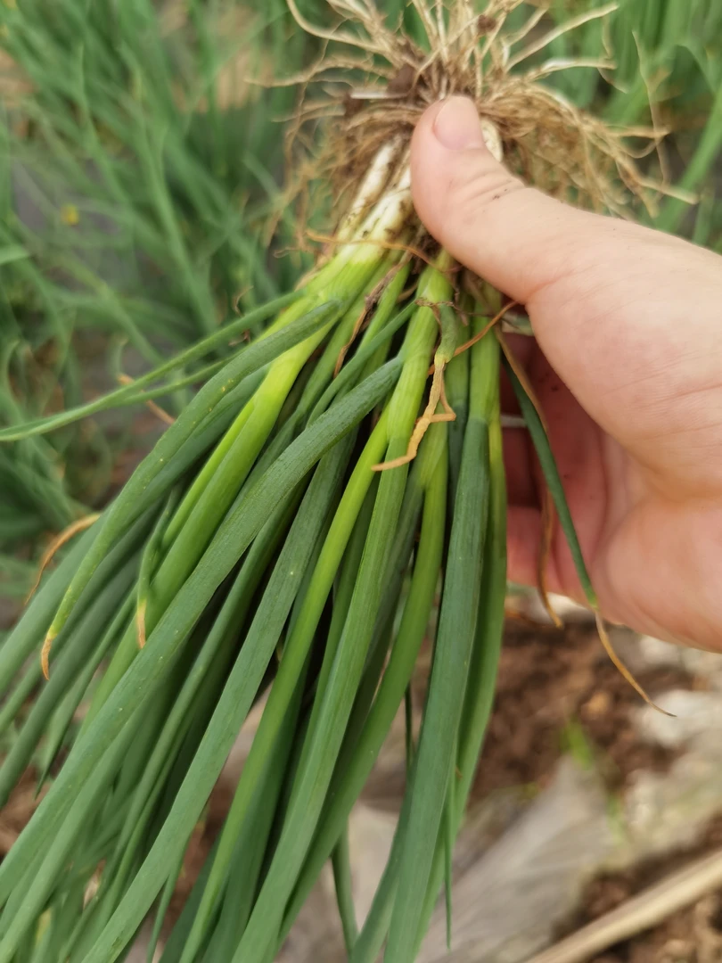 湖南香葱水葱 本地农民自种四季小葱 小米葱500g
