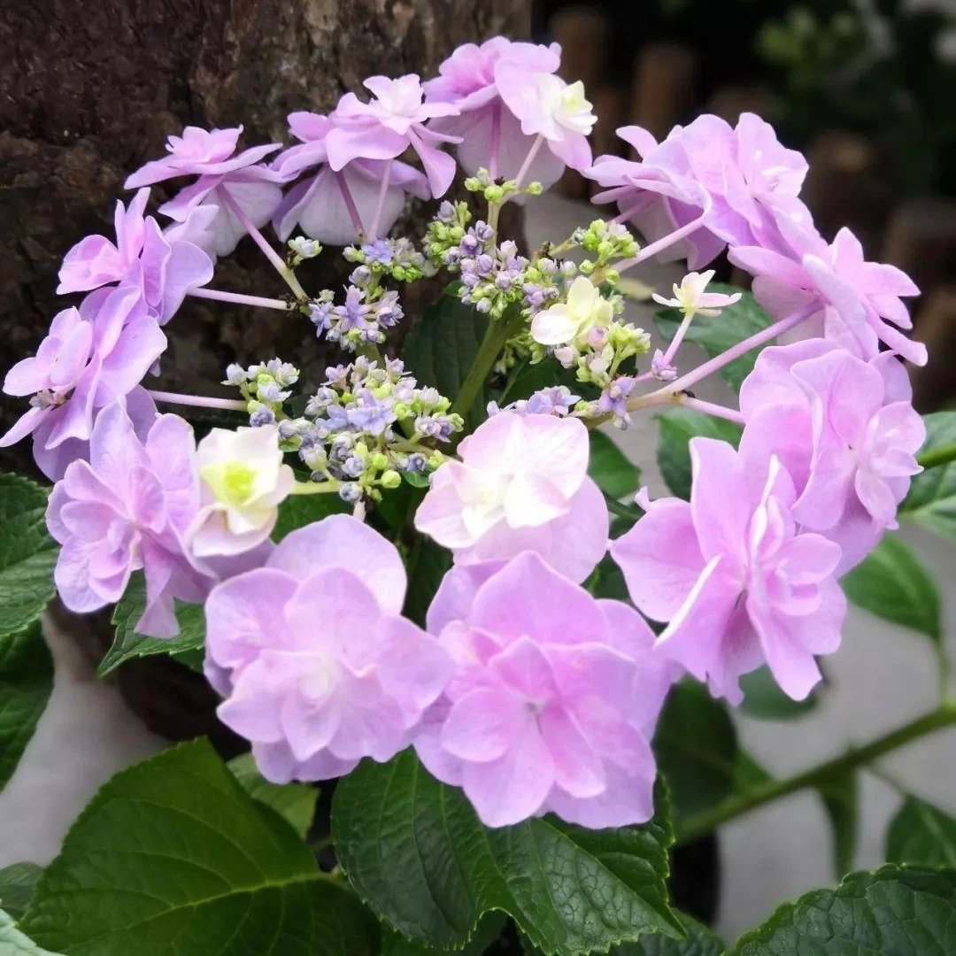 新品重瓣绣球包对版大花绣球品种小苗盆栽花卉植物阳台庭院花苗