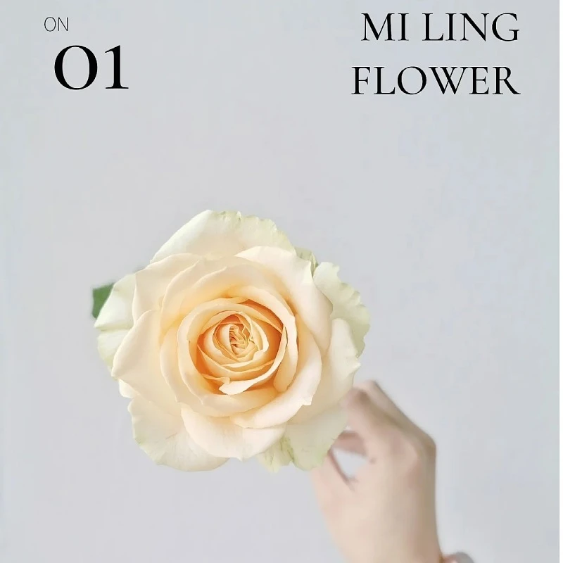 【香槟玫瑰】精品玫瑰金黄色高级感商务云南昆明直发中通冷链