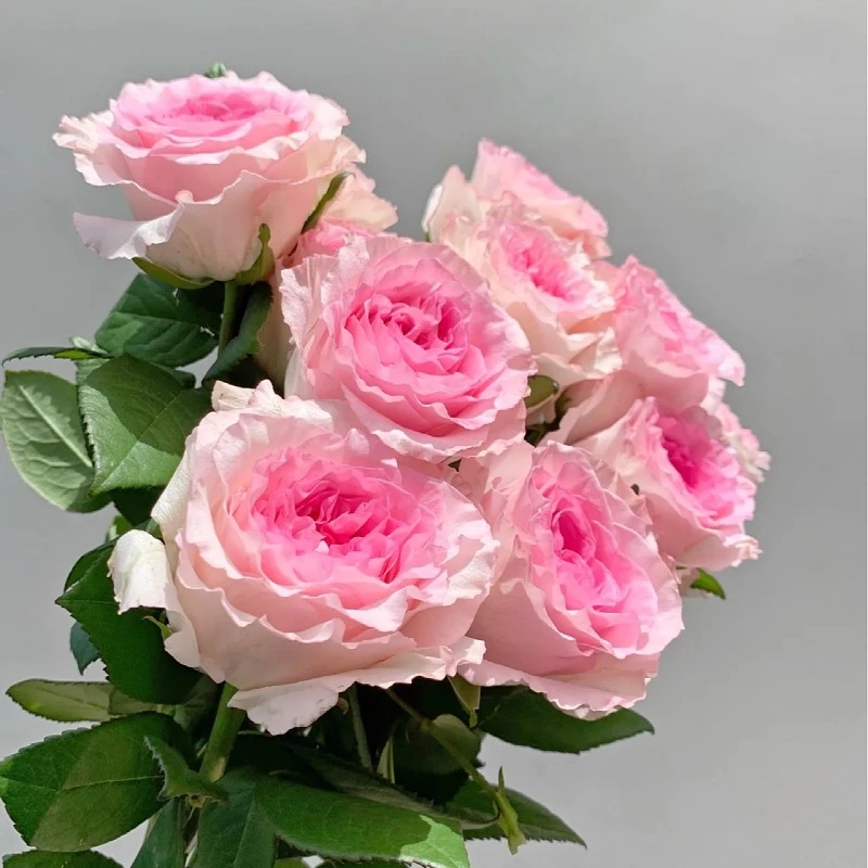 【洛神玫瑰】精品香味奥斯丁花型云南昆明10支起发轻奢损耗大鲜花