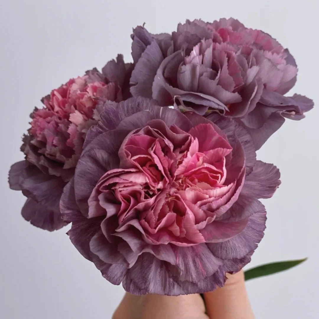 野马元单头康乃馨云南昆明20%不售后花型养护