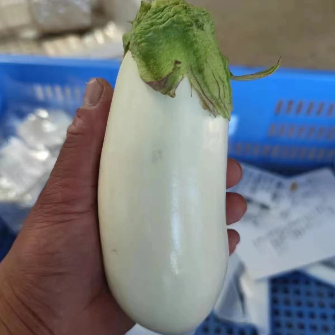 湖北孝感 新鲜白茄子紫茄子 软糯可口 现摘现发 1500克包邮