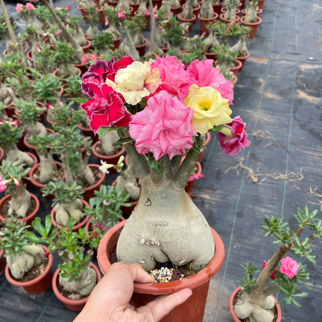 沙漠玫瑰多规格多瓣带花苞