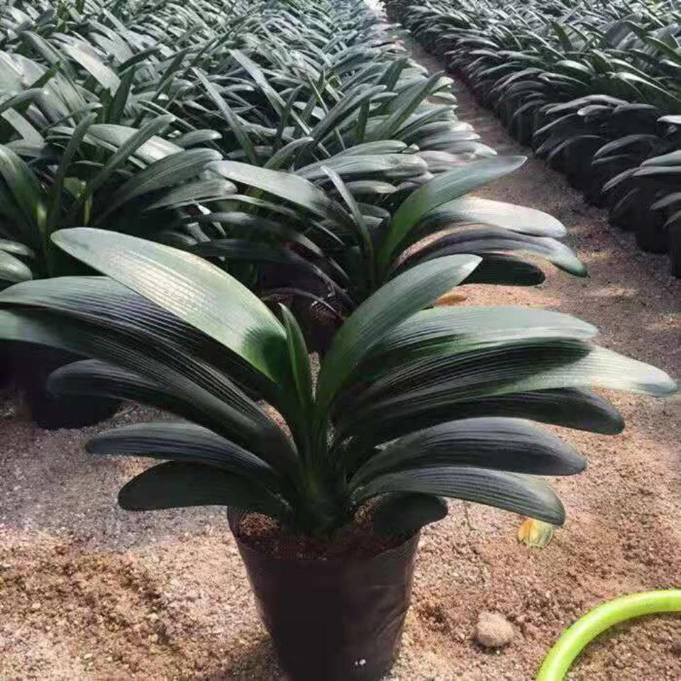 精品君子兰室内盆栽