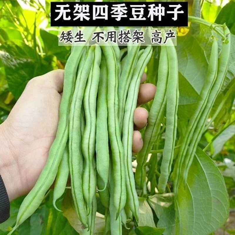无架豆地豆种子种籽不搭架矮生豆种子