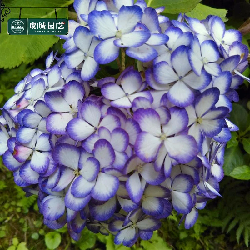 虞城园艺 大花绣球 美佳子可调色八仙花绣球花苗鲜花盆栽