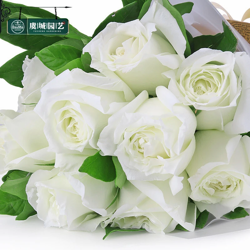 虞城园艺 白雪山 灌木月季 白色切花玫瑰四季开花耐热抗病
