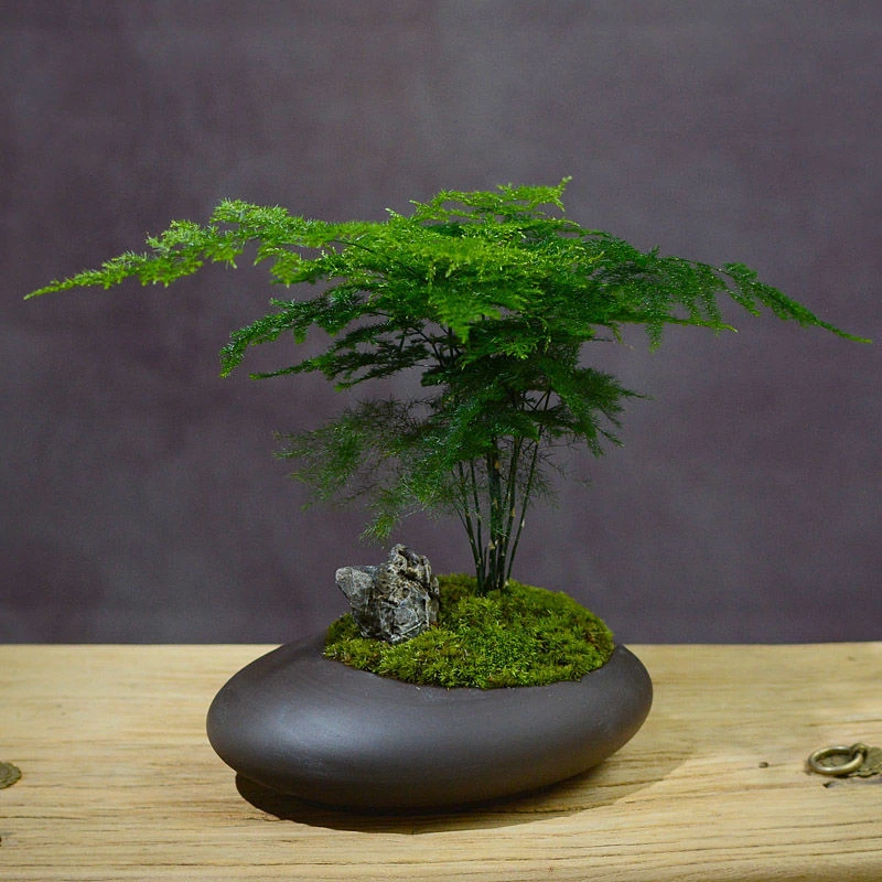 【文竹盆栽植物摆件】室内客厅花卉办公室桌面绿植好养四季常青