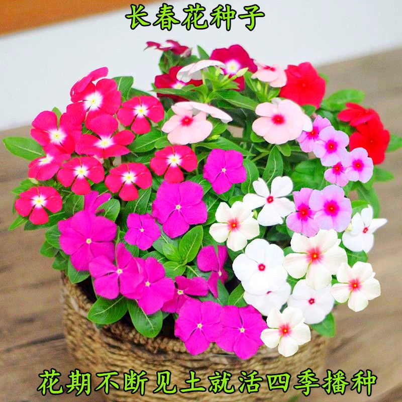 种子天天开百日草海棠多年生庭院室内阳台盆栽花卉花草种籽