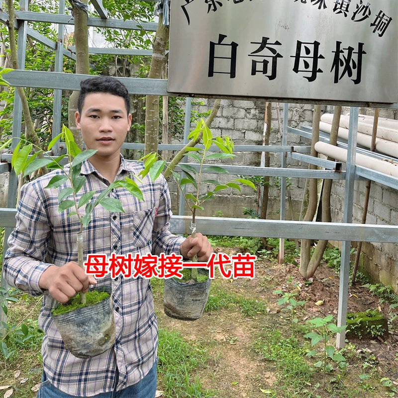 奇楠沉香树苗母树芽条嫁接一代正宗结油王白奇楠包结香带土发货