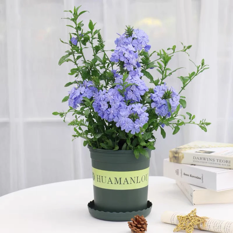 蓝雪花花苗盆栽阳台观花夏天好养植物花园庭院爬藤攀援蓝色中花卉