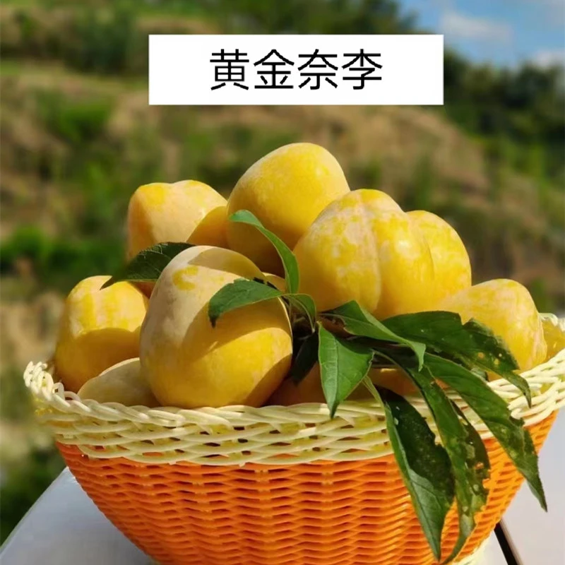 正宗黄金奈李湖南炎陵李子脆95甜产地直发4斤/9斤装