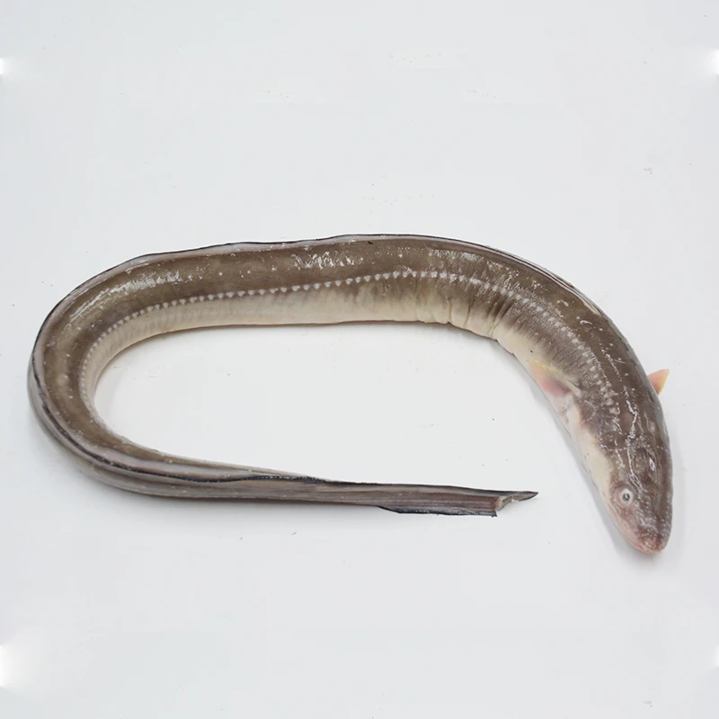 【1】青岛发货，4斤装约2至5条鲜七星鳗（鳗鲡），速冻后顺丰包邮