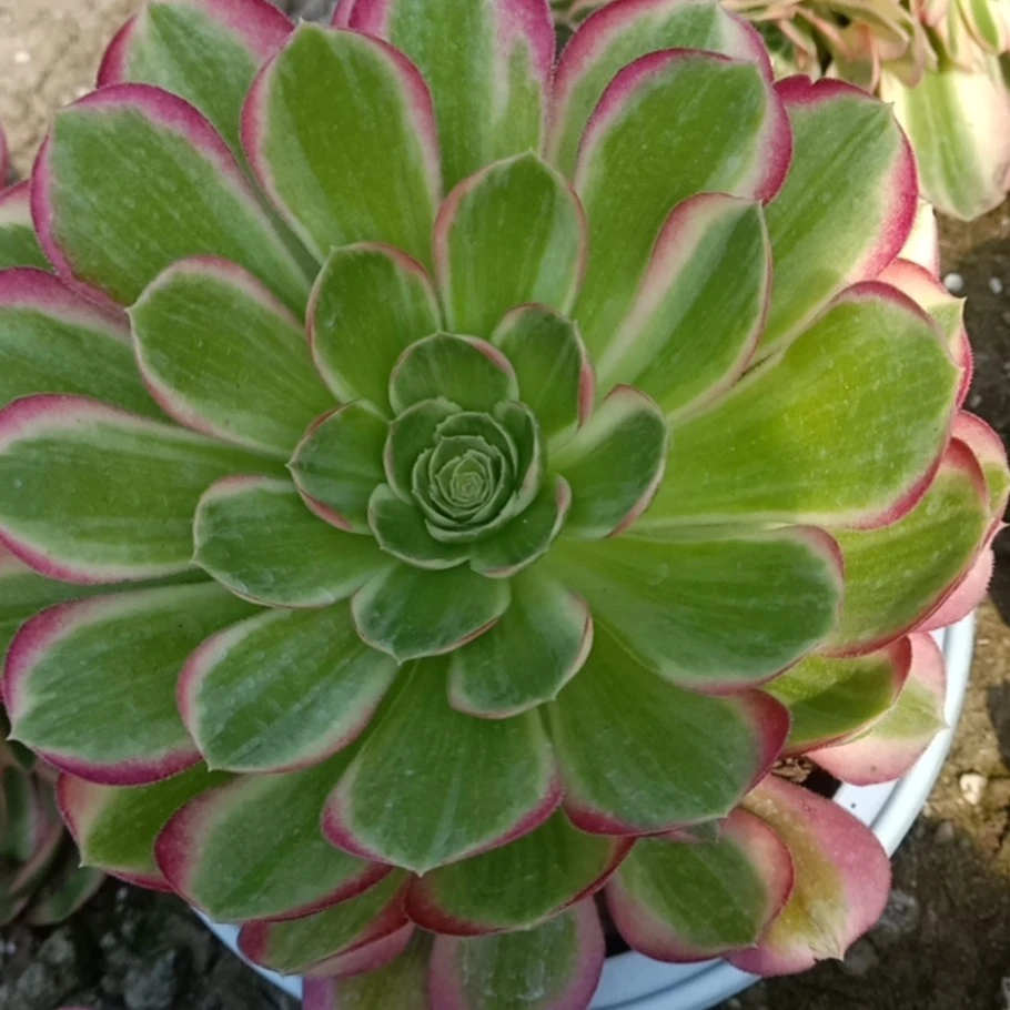 法师商行各种法师锦植物防辐射美关净化空气一物一拍