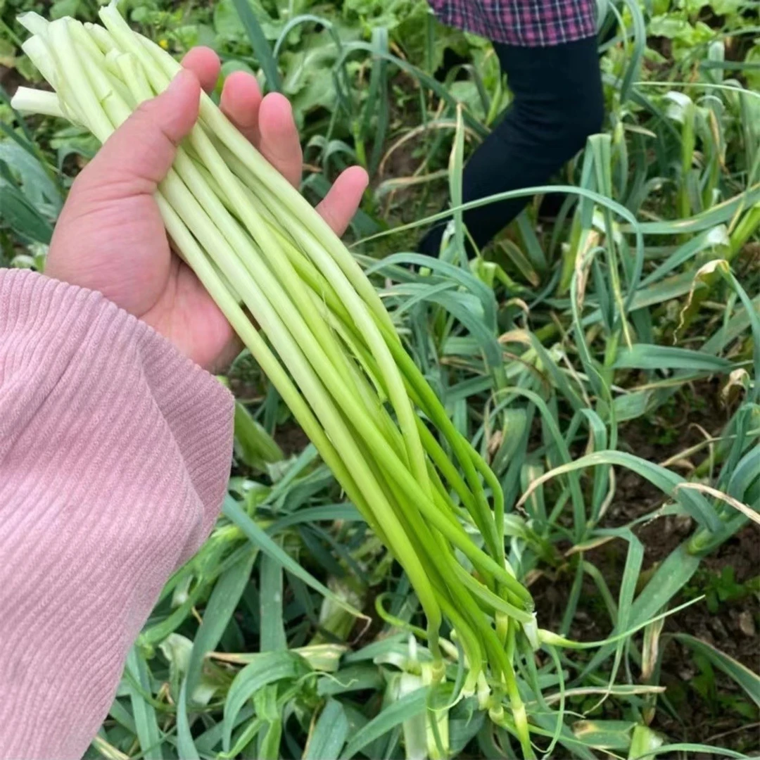 广水特产/新鲜蒜苔/吉阳大蒜/3斤/箱/包邮/加冰袋保鲜发货