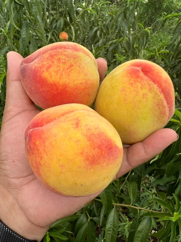 广水本地/老品种黄桃/酸甜老味道/5斤/箱/包邮/20-23个左右