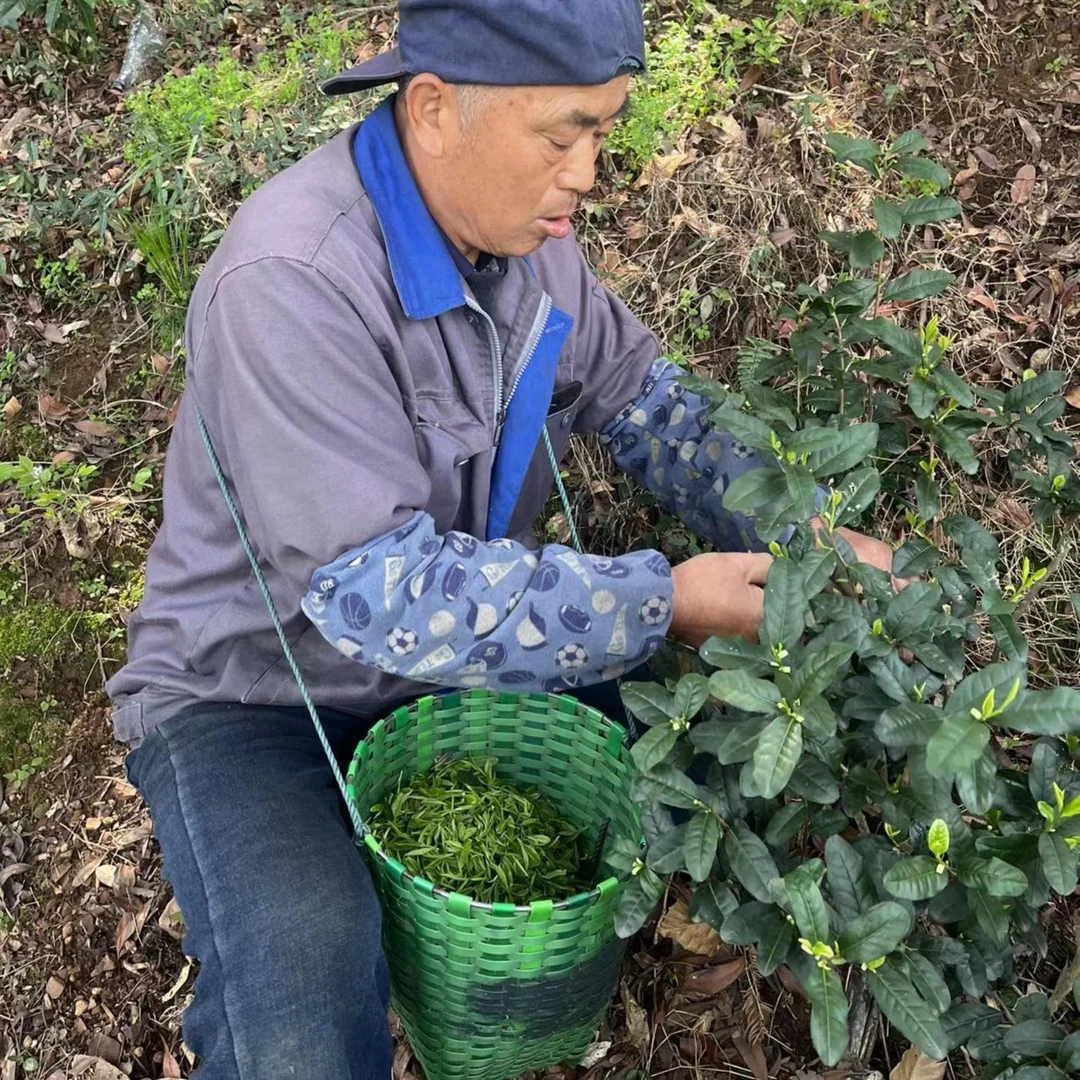 【群体种和紫茶芽叶】2025年苏州洞庭碧螺春新茶芽叶苏州特产125g起