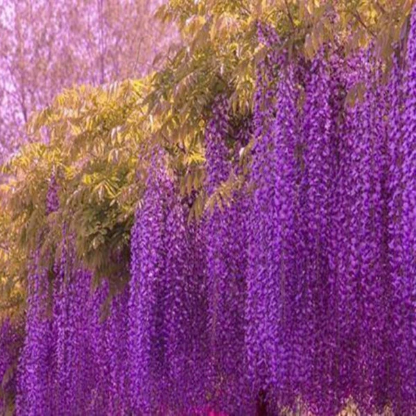 紫藤花苗老桩大树苗爬藤植物室外阳台庭院紫藤萝攀援藤蔓遮阴花卉