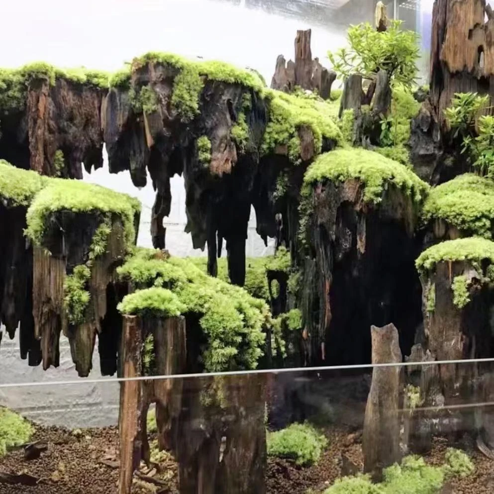 天然乌木风化木摆件盆景微景观鱼缸孤品