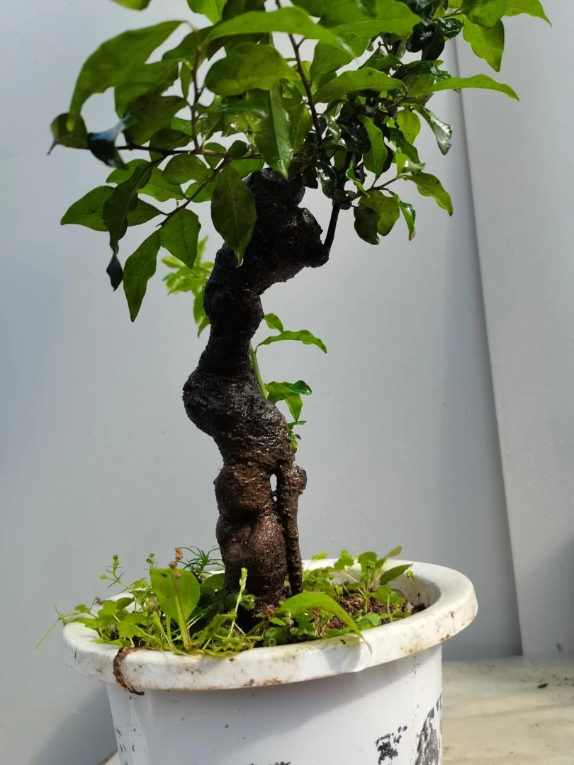 金弹子盆景（熟桩）