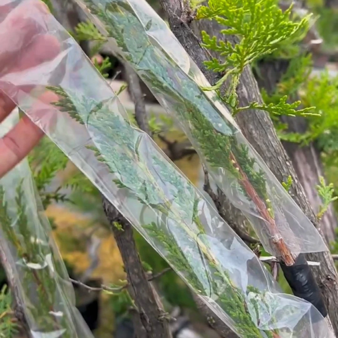 专用柏树嫁接袋济州真柏系鱼川真柏嫁接专用