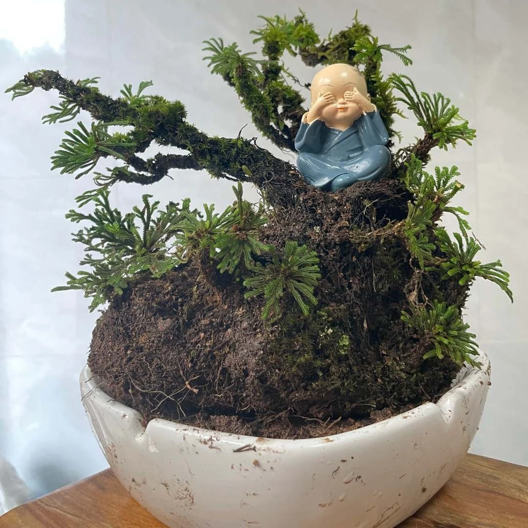 九死还魂草，卷柏，一物一拍