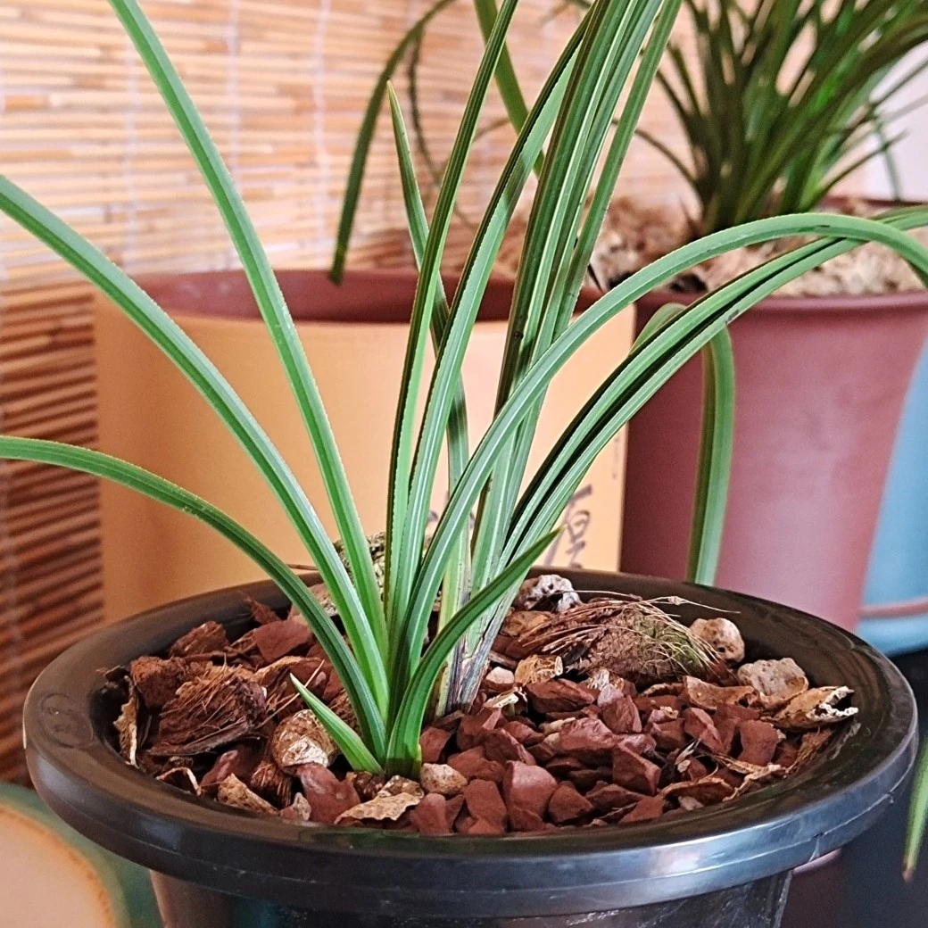 蕙兰春兰大富贵翠阳，一物一拍