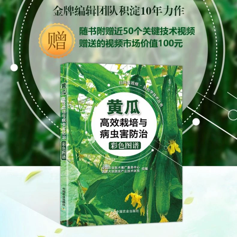 视频学！跟着专家学新的全面栽培技术：黄瓜高效栽培技术