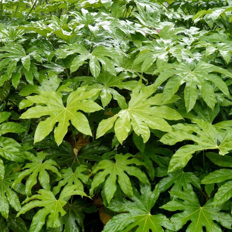 八角金盘树苗 盆栽植物 常绿耐寒绿篱庭院楼顶绿化观叶苗木包邮