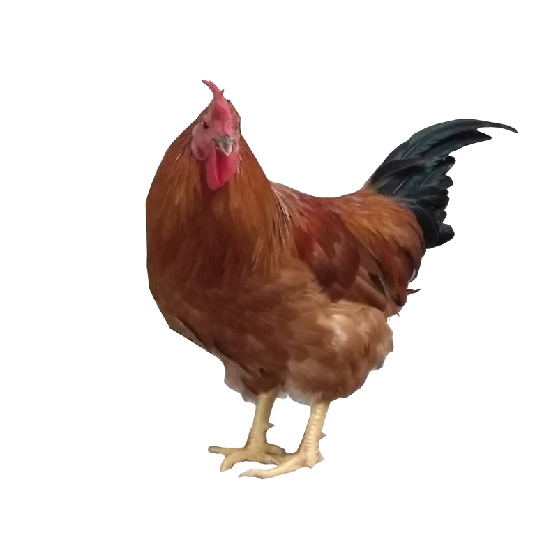 （2号链接）农家土样土鸡整只123