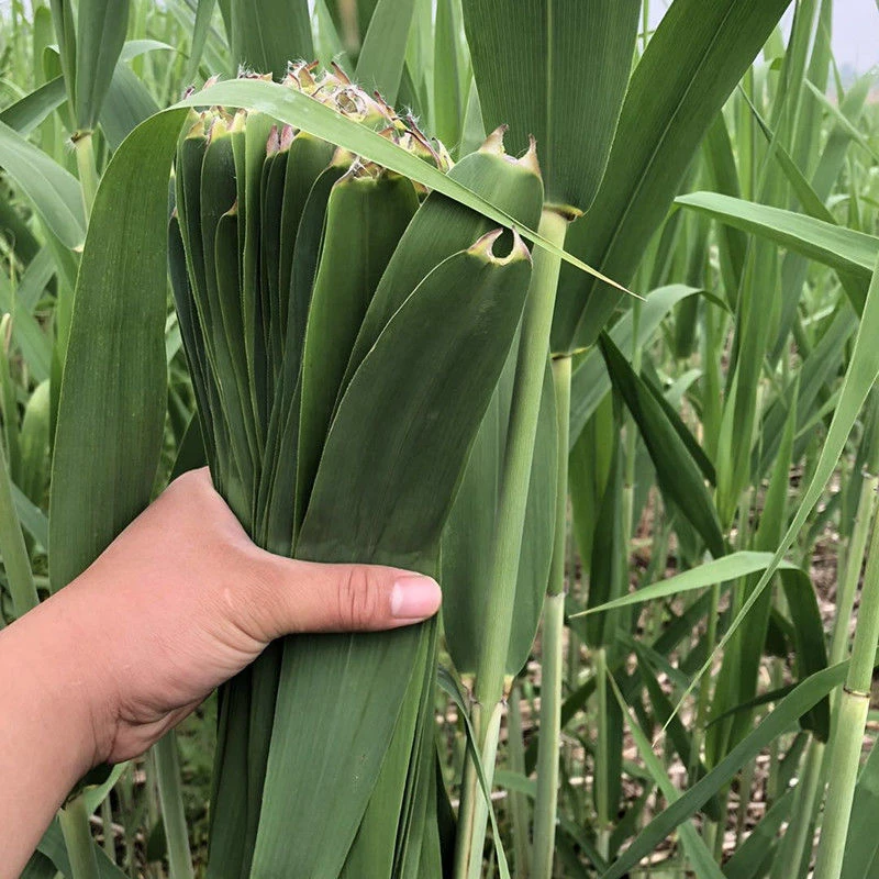 粽叶新鲜芦苇粽叶安徽芜湖无为发货地1斤2斤3斤4斤