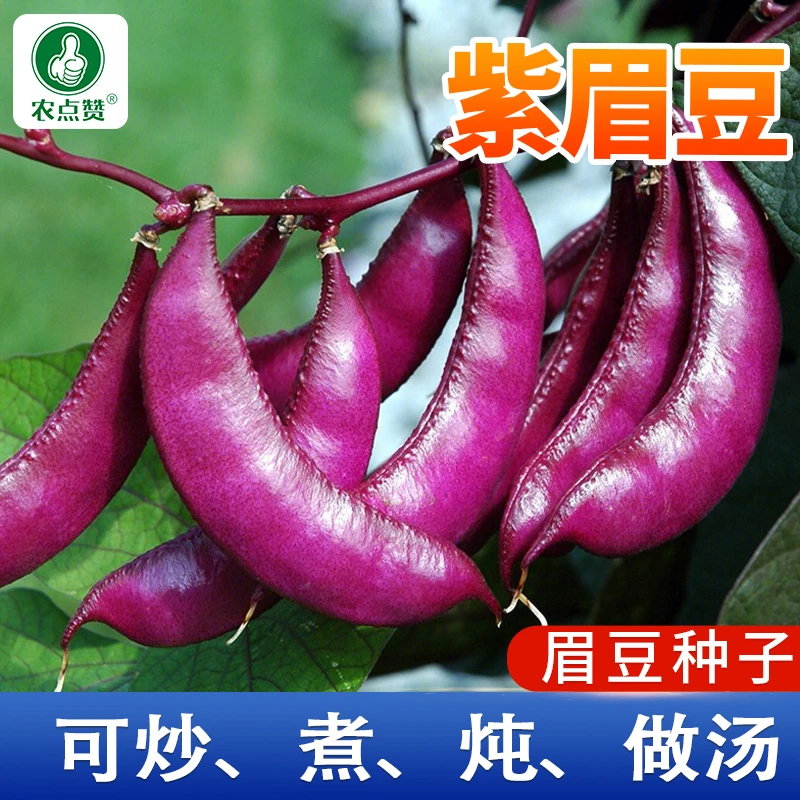 【ZS】紫眉豆种子 扁豆种子春季高产紫色蔬菜种植夏季多种优质