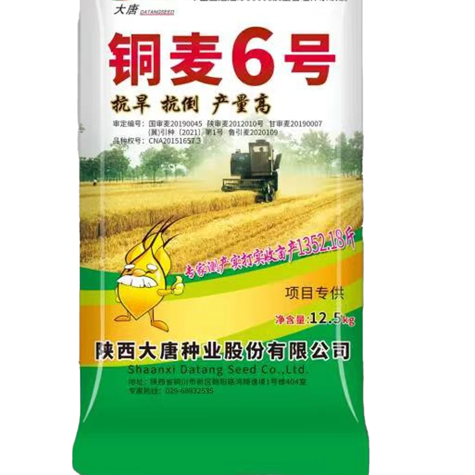 铜麦铜麦6号优质旱地小麦种子耐寒高产种业