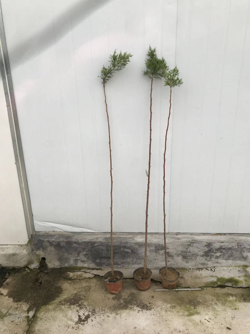 侧柏嫁接高杆济州真柏苗