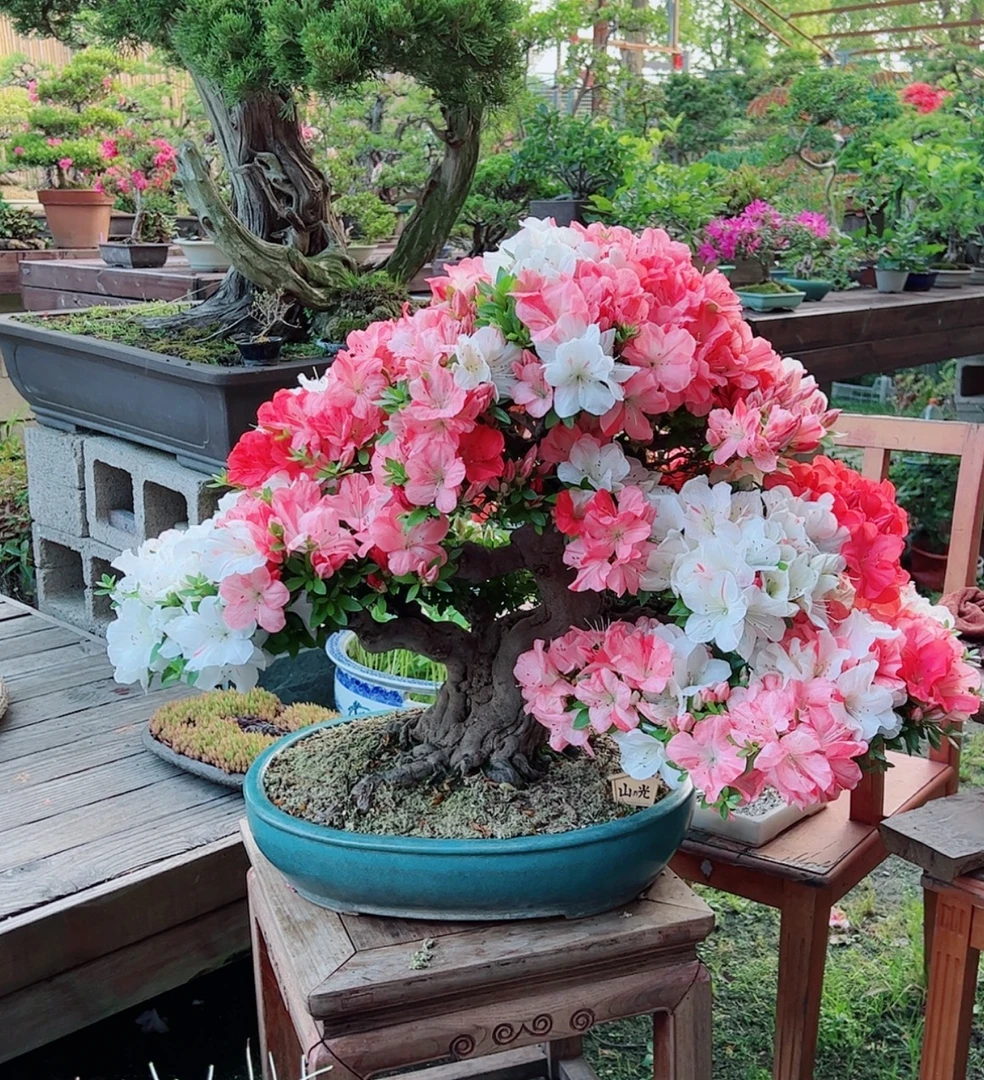 【羿景园盆景】皋月杜鹃 直播补价链接 请勿私拍