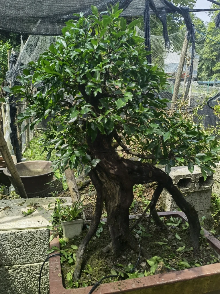 金弹子精品盆景黑松五针松大坂松黄杨