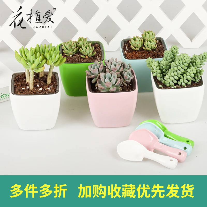 自动吸水多肉花盆带托盘懒人花盆迷你韩式diy幼儿园儿童盆塑料