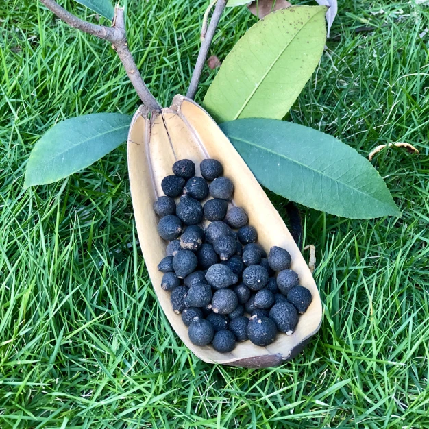 【杰选陈皮】原枝 小柑胎 罐装 250g