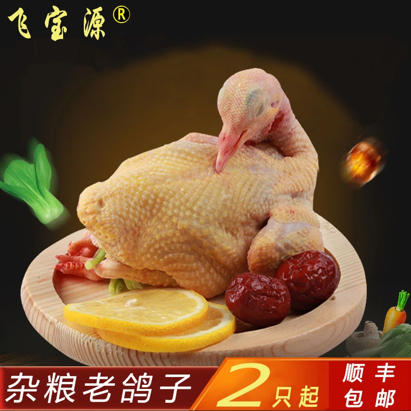 飞宝源老鸽子杂粮喂养散养3年新鲜老鸽肉活体现杀顺丰包邮