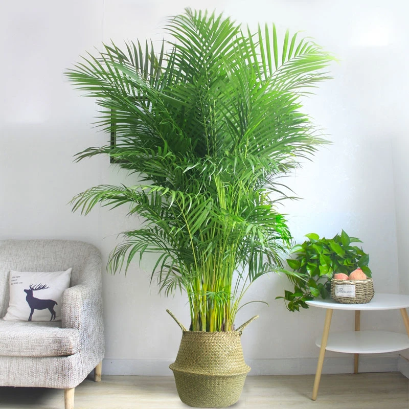 富贵椰子散尾葵袖珍椰子绿植盆栽植物室内客厅卧室办公室绿植前台