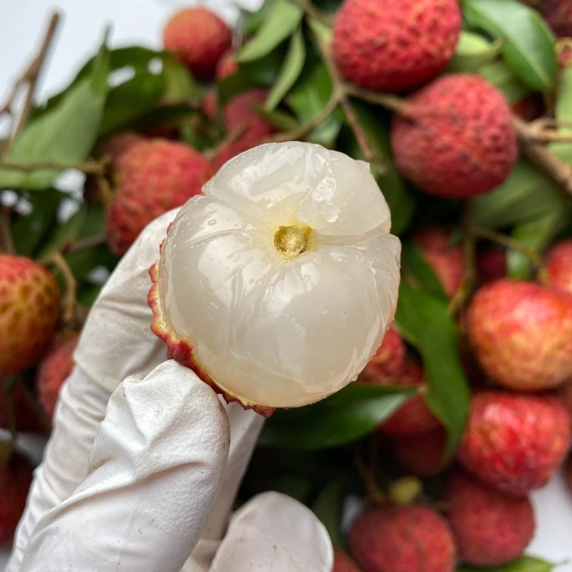 深圳本地糯米糍荔枝 带枝叶  甜不酸  4斤/9斤装 深圳当日达