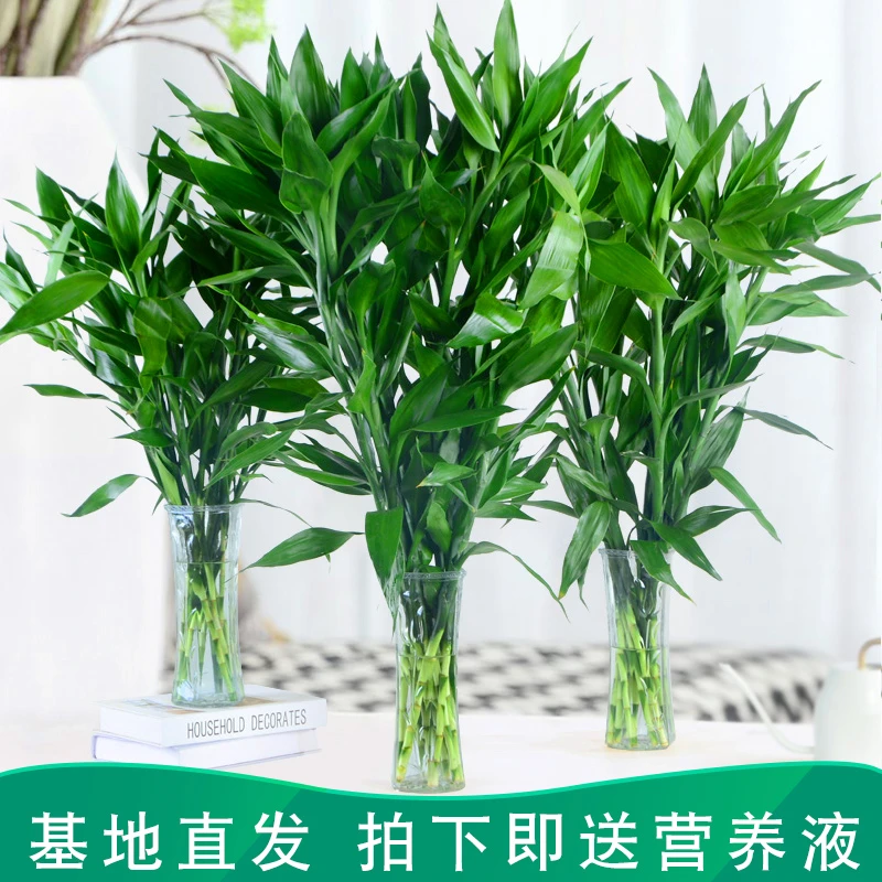富贵竹水培植物室内植物转运竹开运竹观音竹绿植好养带根水养盆栽