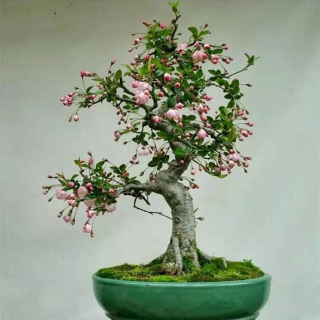 海棠精品造型盆景  一物一拍