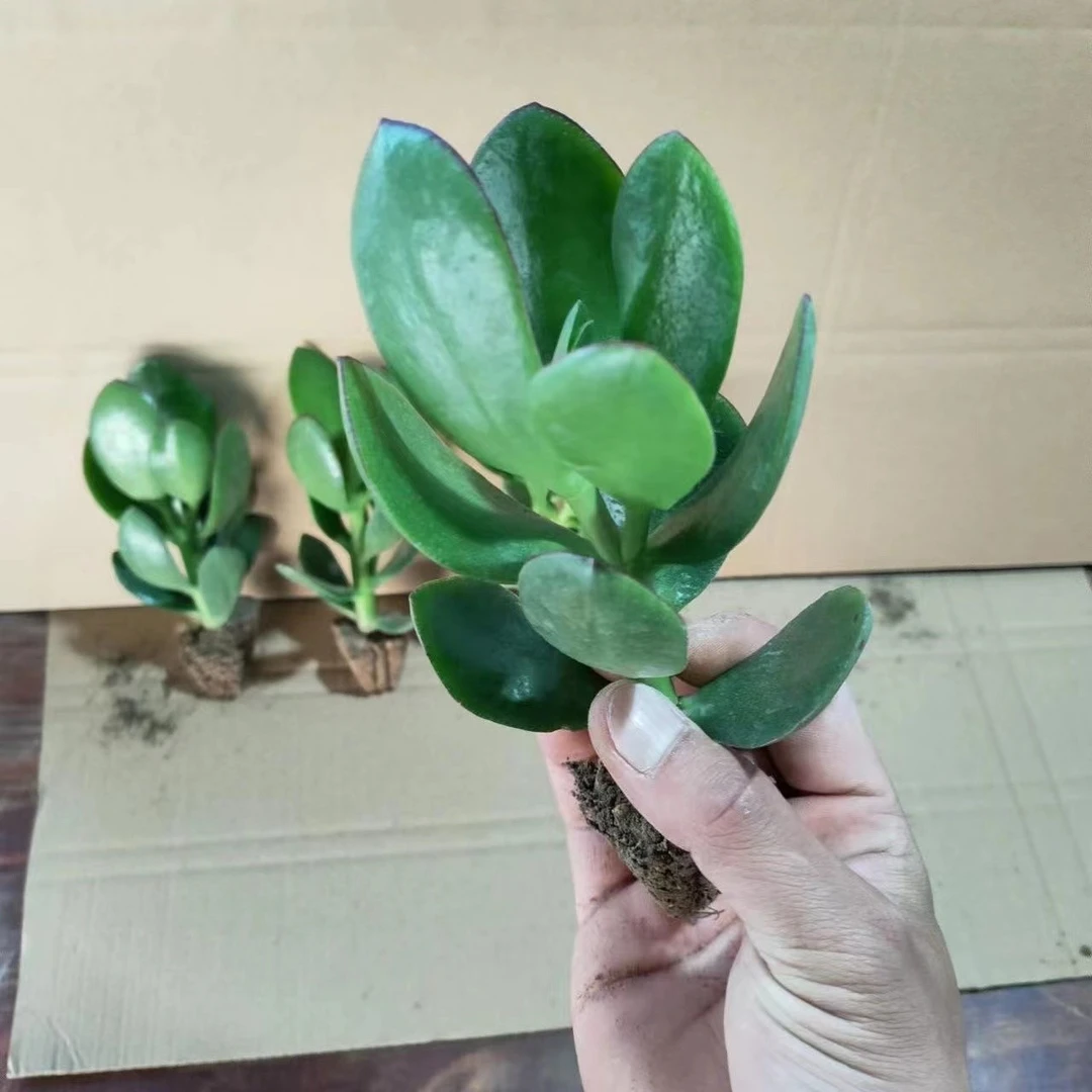 玉树小苗拍1发3颗