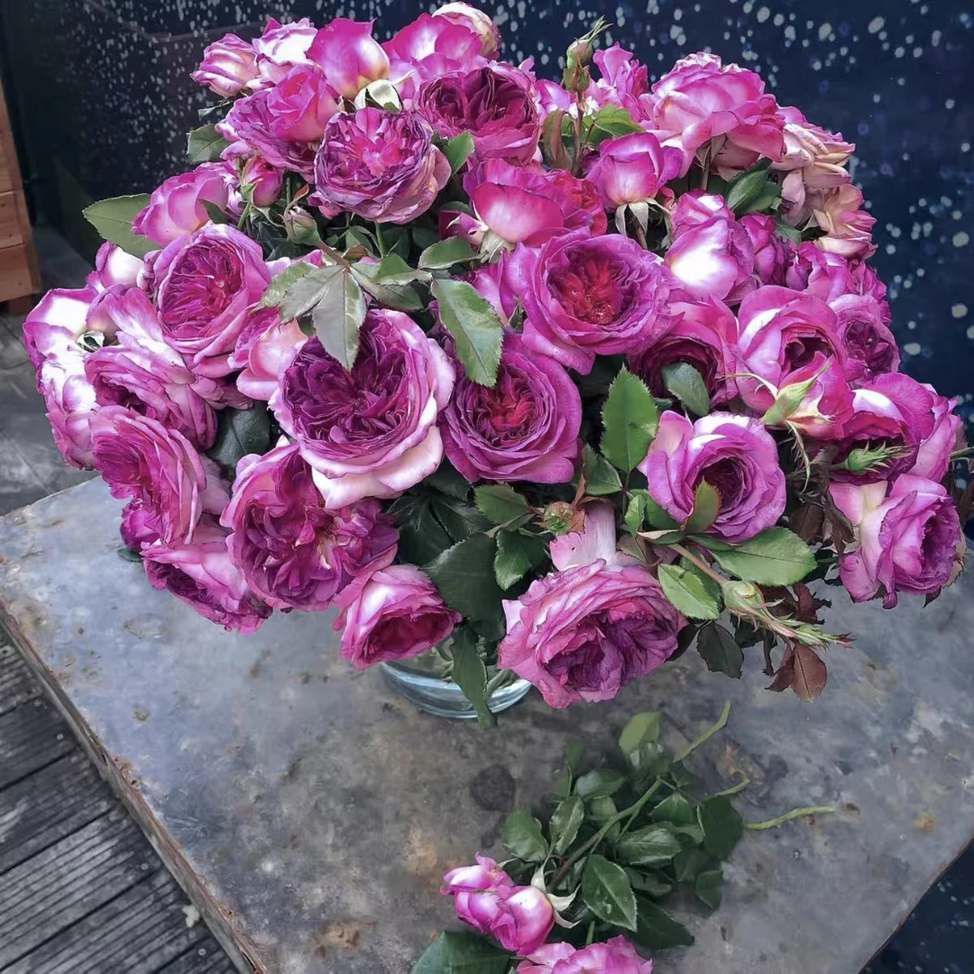 屋檐的花园新品蓝莓蛋糕月季盆栽花苗强香玫瑰