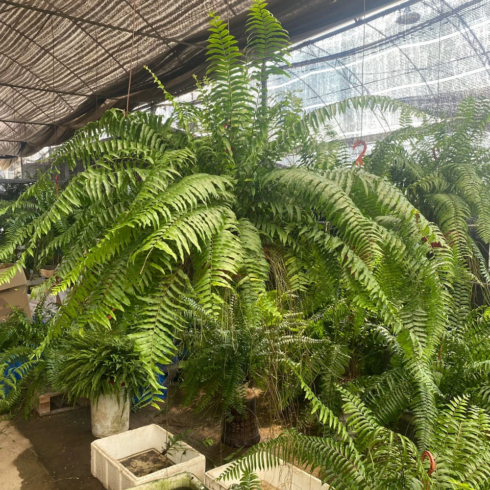 蕨北欧风网红绿植长叶肾蕨室内大型阳台垂吊植物好养波斯顿蕨