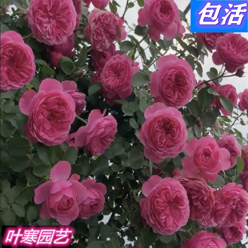 爬藤欧月大苗蔷薇藤本月季庭院爬藤蔷薇植物阳台盆栽四季开花欧月