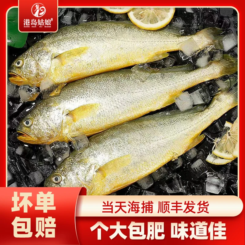 港岛姑娘 新鲜大黄花鱼 渔港直发 400克 八两左右 顺丰包邮小黄花