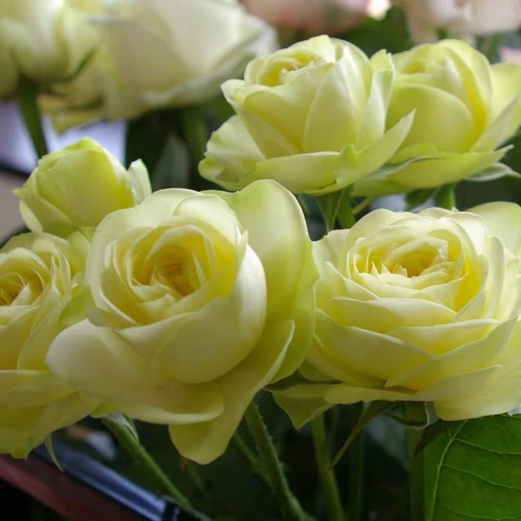 玫瑰半岛 奶油龙沙 多头直立奶绿色丰花灌木月季