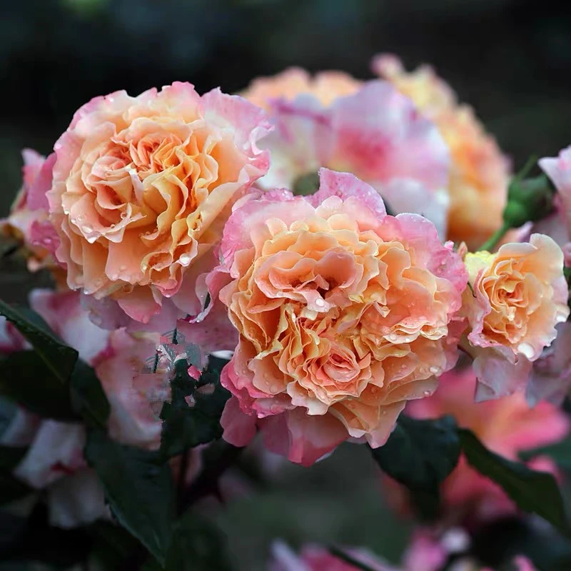 玫瑰半岛 奥古斯塔路易斯 大花浓香抗病波浪边丰花灌木月季